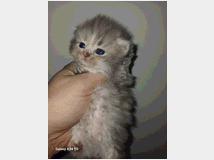 cuccioli-gatto-persiano-prezzo-eur50000 